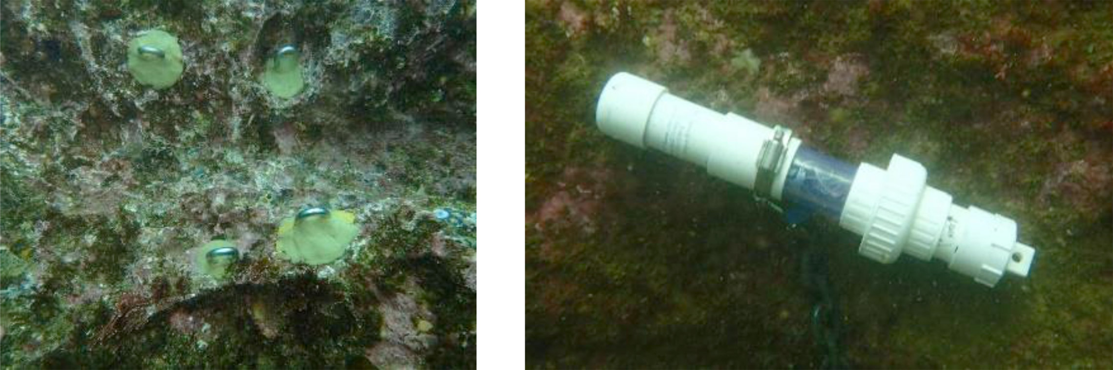 Figure 37: Left: Stainless steel eye bolts epoxied into holes drilled in a rocky reef. Right: OWHL secured to an eye bolt using a stainless steel band clamp.
(Photo credit: The Bay Foundation)